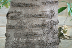 Polyalthia longifolia